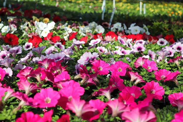 Tables of petunias growing in a greenhouse nursery — Stock Photo, Image