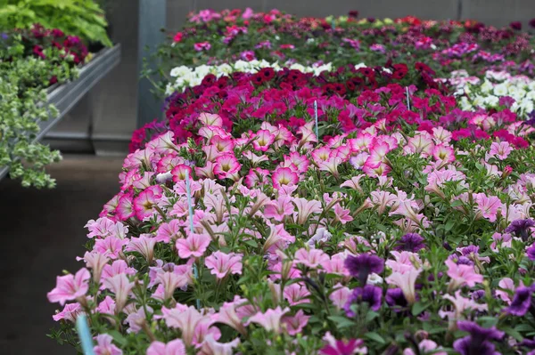 Tables of petunias growing in a greenhouse nursery Stock Image