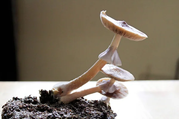 Magic mushrooms growing in a cluster ready to pick