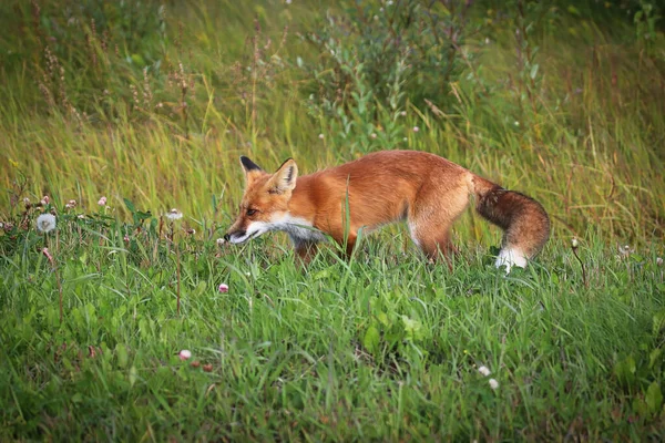 Κλείσιμο ενός κυνηγιού κόκκινης αλεπούς στο γρασίδι — Φωτογραφία Αρχείου