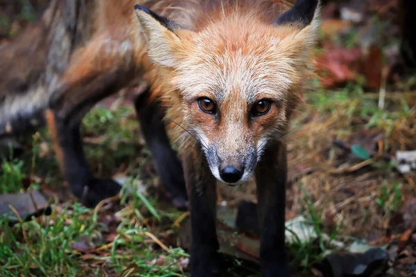 Retrato de primer plano de un zorro rojo mirando hacia la cámara — Foto de Stock