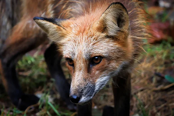 Retrato de close-up de uma raposa vermelha olhando para a câmera — Fotografia de Stock