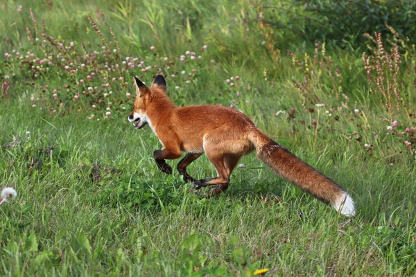Una volpe rossa in fuga in una zona erbosa — Foto Stock
