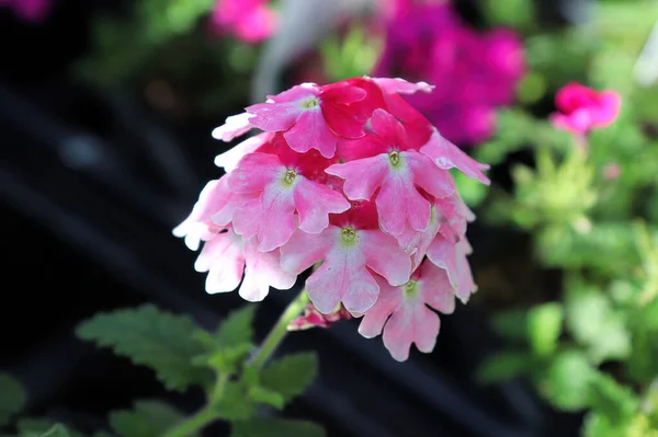 Primo piano di delicati fiori di verbena rosa in fiore — Foto Stock