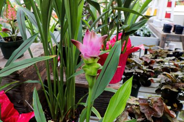 Sokağa çıkma yasağı bitkisindeki zarif pembe çiçekler.