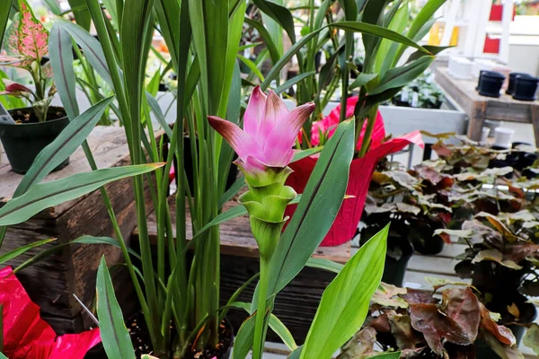 Sokağa çıkma yasağı bitkisindeki zarif pembe çiçekler.