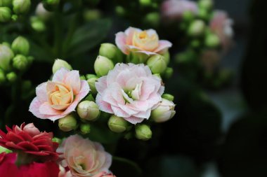 Makro fotoğraf narin pembe kalanchoe çiçekleri