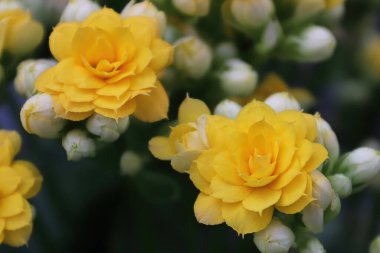 Kalanchoe bitkisindeki sarı çiçeklerin makro fotoğrafı.