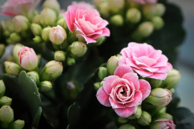 Makro fotoğraf narin pembe kalanchoe çiçekleri