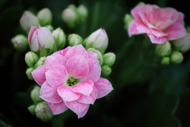 Makro fotoğraf narin pembe kalanchoe çiçekleri