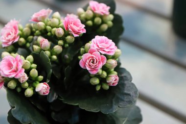 Pembe çiçek ve tomurcuklara yakın çekim