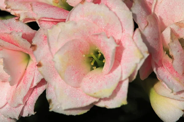 Makro zdjęcie delikatnych różowych kalanchoe kwiaty — Zdjęcie stockowe