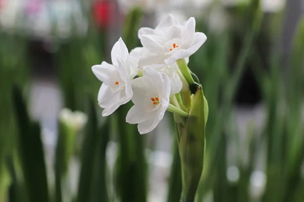Close-up van papier witte narcissen bloemen bloeien Rechtenvrije Stockfoto's