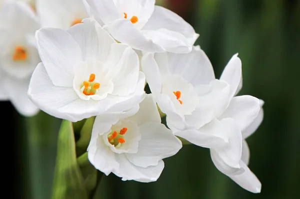 Macro photo of white and yellow narcissus flowers Stock Photo