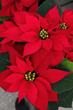 Satılık parlak renkli kırmızı yapraklı noktalar.