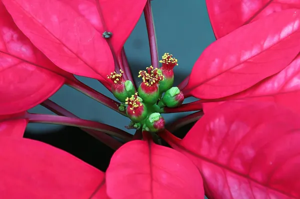 Makró az apró középső virágokból a poinsettia növényeken — Stock Fotó