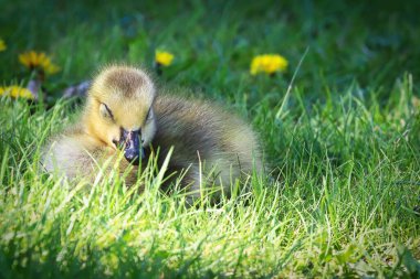 Ufacık bir Kanada Goose Gosling uykusunda