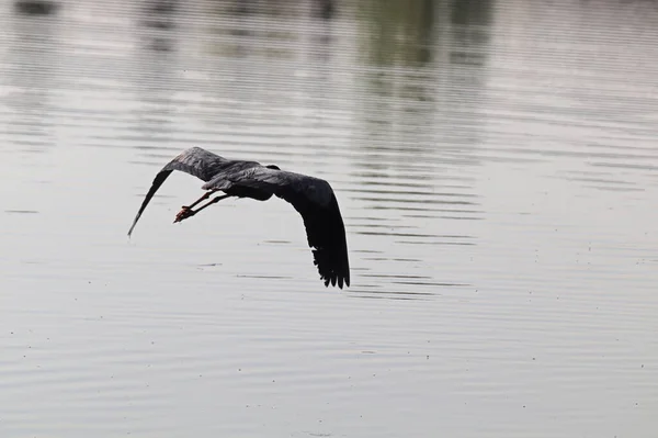 A silhouette of a Blue Heron flying against grey water — Stock Photo, Image