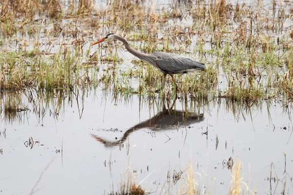 A Blue Heron walks in reflective shallow water — Stock Photo, Image