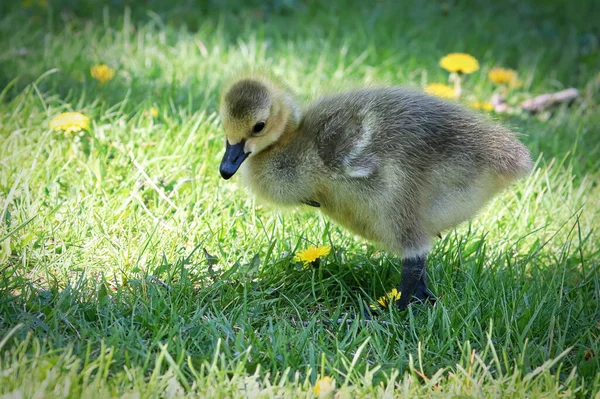 Closeup of a Canada Goose Gosling standing in the grass — Stock Photo, Image