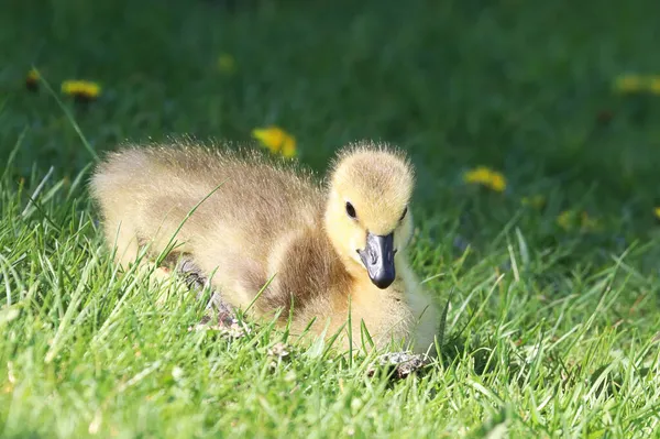Fechar de um ganso canadense Gosling sentado na grama — Fotografia de Stock