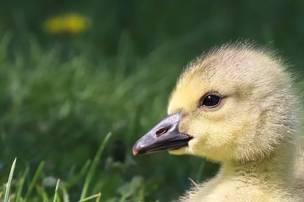 Macro de um retrato da cabeça de um Goose Gosling do Canadá — Fotografia de Stock