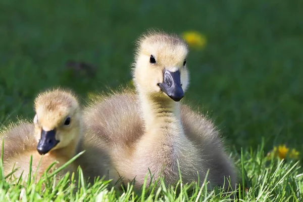 Macro da cabeça em um Canadá Goose Gosling — Fotografia de Stock