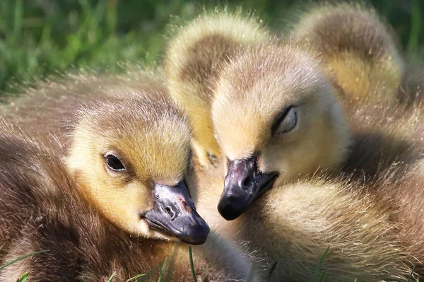 Fechar-se de uma creche de Goslings de gansos de Canadá — Fotografia de Stock