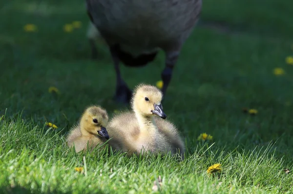 Δύο Canada Geese Goslings κάθονται ενώ ένας ενήλικας προστατεύει — Φωτογραφία Αρχείου