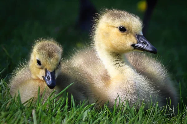 Macro de dois Goslings gansos do Canadá sentados juntos — Fotografia de Stock