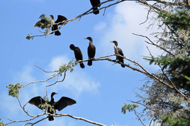 Ağaçta oturan bir sürü çift tepeli karabatak