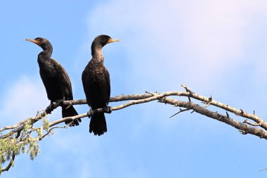 Çıplak bir dala oturmuş iki karabatak