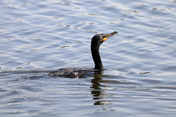 Closeup of a Cromorant swimming in water — Stock Photo, Image