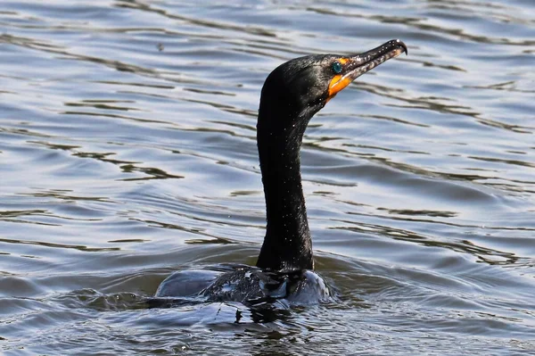 Nahaufnahme eines Doppelhaubenkormorans im Wasser — Stockfoto