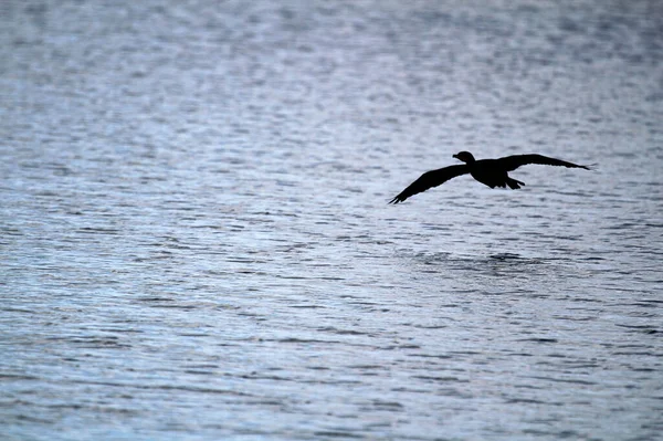 Silueta de un Cormorán volando sobre el agua — Foto de Stock