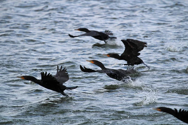 Moties van Double Crested Cormorants die over water vliegen — Stockfoto