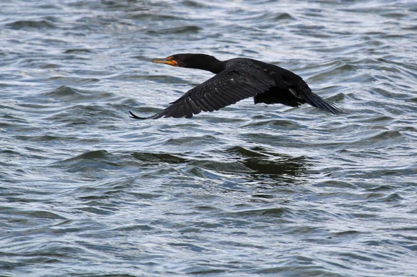 Ein Kormoran fliegt aktiv über welliges Wasser — Stockfoto