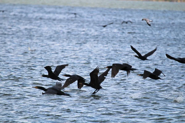 Viele Kormorane fliegen im Sommer übers Wasser — Stockfoto