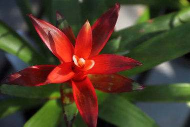 Kırmızı bromeliad yaprağı saplarının üst görüntüsü