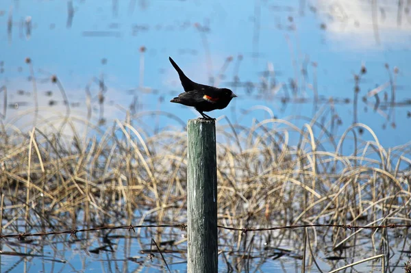 Czerwone Skrzydlate Blackbird stoi na bagnie — Zdjęcie stockowe