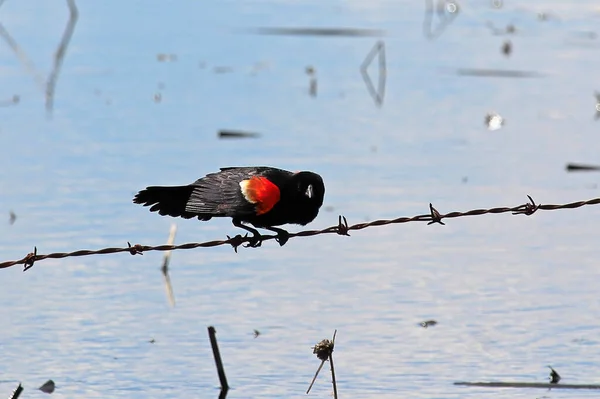Eine rote geflügelte Amsel balanciert auf einem Zaunseil — Stockfoto