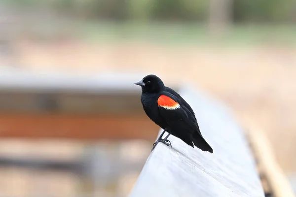 Zbliżenie Czerwonego Skrzydlatego Blackbirda na poręczy promenady — Zdjęcie stockowe