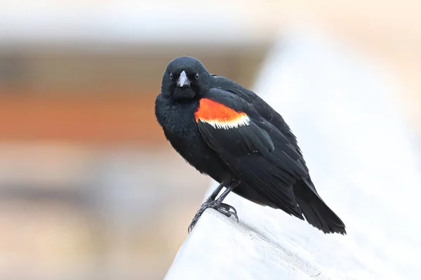 Closeup of a Red Winged Blackbird on a boardwalk rail — стоковое фото