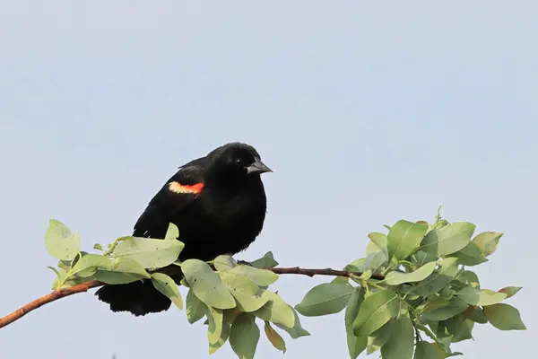 Nahaufnahme eines rotflügeligen schwarzen Vogels, der auf einem beblätterten Zweig sitzt — Stockfoto