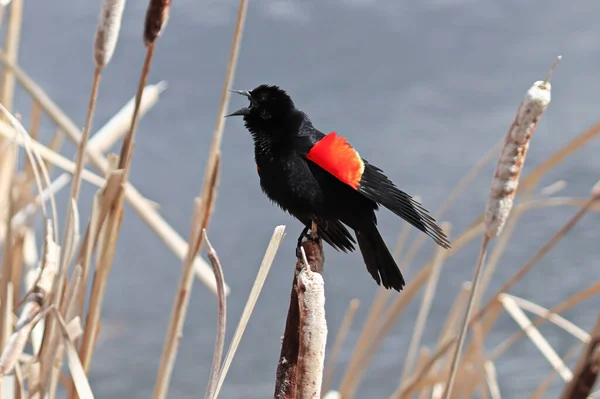 Egy vörös szárnyú feketerigó énekel tavasszal — Stock Fotó