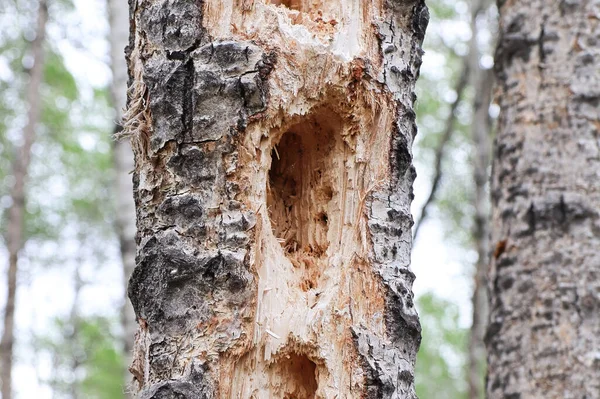 Отвори на деревах, виштовхнуті дерев'яним кексом — стокове фото