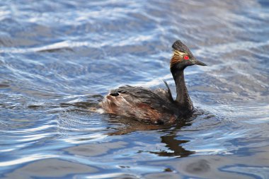 Dalgalı suda kulaklı bir açgözlülüğün portresi.