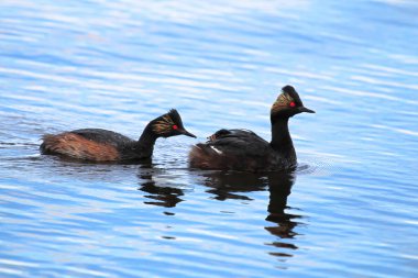 Sırtında bir piliç olan kulaklı bir aile.