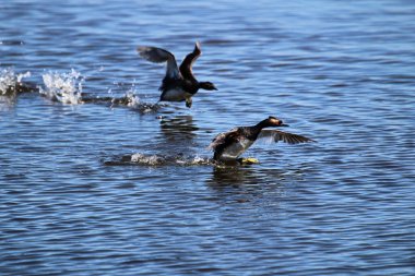 Dalgalı suya inen iki kulaklı yunus balığı