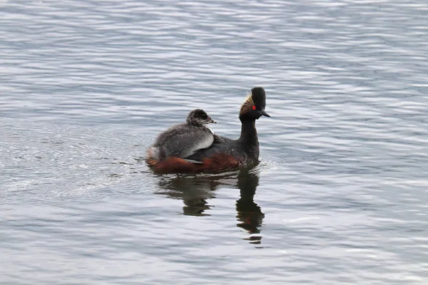 Niedojrzały Grebe wspina się na grzbiet dorosłego — Zdjęcie stockowe